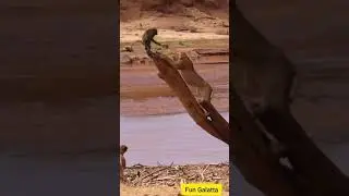 Lion attacks🔥| monkey escape 🔥| monkey scared🔥