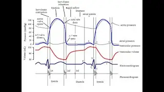 ciclo cardiaco
