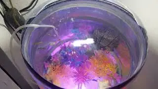 Pecera de botell&oacute;n con peces Guppys 