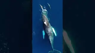 Blue whale Breathtaking Views #shorts