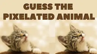 Can you guess the pixelated animal? | Pixelated Animal Quiz by JK Trivia | Pixelated Animals
