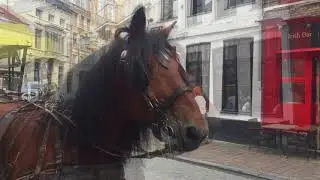 Bruge horsing around 1 Apple Devices HD Best Quality