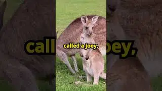 Why Kangaroos Are Great #animalfacts
