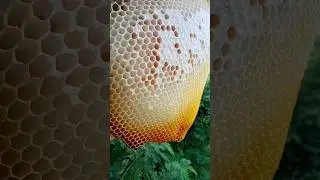 traditional honey hunting wild honey #honey farming #trending #viral 😂#bee