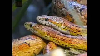 Snake Safety Tips