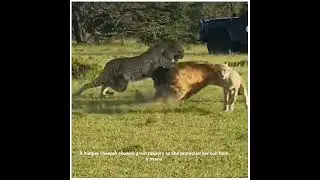 Kisaru incredible bravery as she fearlessly defended her precious son from a hyena.