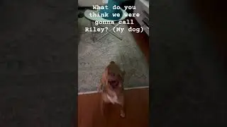 What Do YOU Think We Were Gonna Name Riley?!?!? (My dog) #shorts #dog #subscribe #viral