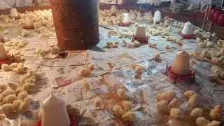 Rubi poultry farming  is live!