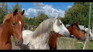 Biodiverse Paardenhouderij Leusden