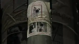 Please help my dog