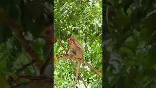 Nice Jumping Baby Monkey Cinn