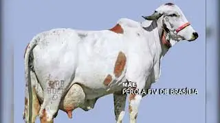 LOTE 01  ADORADA FIV RANCHO 3 IRM&Atilde;OS  FFAN16