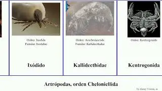 Artr&oacute;podas, orden Cheloniellida dermacentor euphilomedes pacifica japonica indica equi obscura