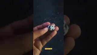 Black & White Sea Shell from Girgaon Chowpatty Mumbai #shortsfeed