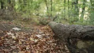 Tracking Shot Along Forest Floor Free Stock Video Footage Download Clips Nature