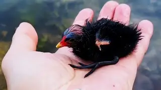 A Girl Rescues a Wet Black Chick With Oversized Feet &mdash; Months Later, Something Stunning Happens