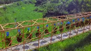 Organic Banana Growing Technology - Harvest Bananas By Cableway - Banana Processing In Factory!