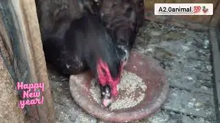 duck hungry Donald duck angry|| duck ki awaaz.#duck #yuotube 