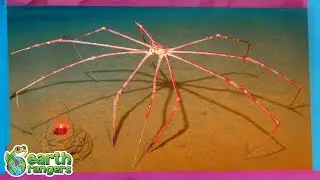 Amazing Deep Sea Creatures! 🪼 | Earth Rangers
