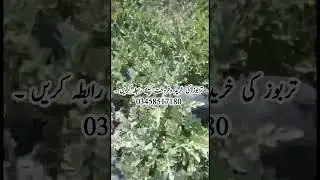 Water melon for sale #tarbooz #terbooz #tarboz #watermelon #تربوز #terboz