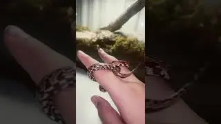 Baby corn snake exploring