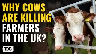 Cows vs. Farmers: The Startling Statistics Behind the UK's Most Dangerous Farming Threat