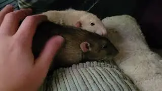 morning routine with my rats #ratties #petrats