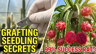Mastering the Clean Cut: Dragon Fruit Grafting (Rosita SF & More!)