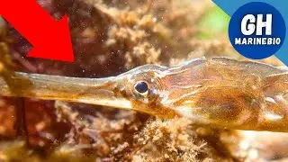 I Found RARE Sea Creatures in Rock Pools!
