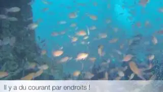 Le Donator, juin 2013 (HD)