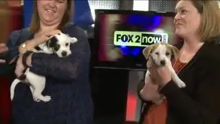 Pet Adoption Event