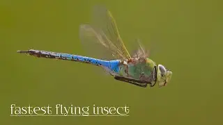 Fastest flying insect....Dragonfly🐝🐝🐝|Dragonfly slow motion flying clip🌱