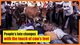 Blessings of Prosperity through the Touch of Cow&rsquo;s Feet! | Daily Sun