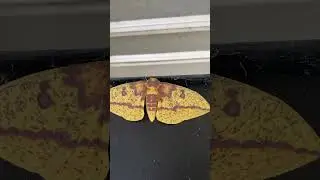 Massive Imperial Moth
