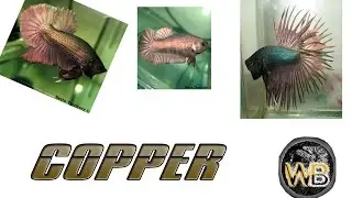 BETTA COPPER