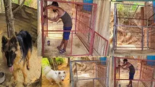 How Crate Training Can Protect Your Dog (and You)