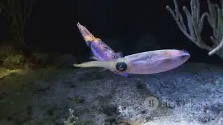 Ocean's Twilight Zone: Exploring the Mysterious Mesopelagic Realm