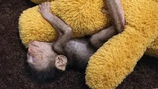 Newborn Baby Monkey with Round Eyes from Restlessness Finally Falls Asleep