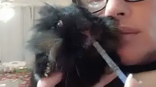 rabbit seizures / Binky ill Christmas day