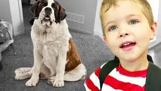 😳LOST DOG🐶