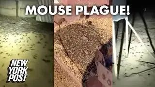 Mouse plague in Australia rages on | New York Post