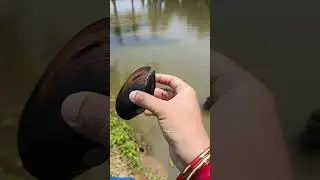 pokhari ru milila samuka🦪#odia video#village life in odisha