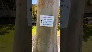 Tree fight #tree #treehumour #treehumor #commentary #comedy #naturecomedy