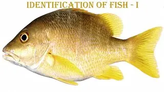 8. identification keys for fishes meristic data