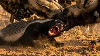 A Wild Dog Pack Tries the Honey Badger&hellip; Huge Mistake
