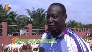 Bénin/les commerçants expliquent la cherté des moutons locaux à l'approche de la Tabaski