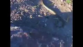 V&iacute;deo vivora1