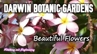 DARWIN BOTANIC GARDENS NORTHERN TERRITORY AUSTRALIA 🇦🇺 TROPICAL NATURE PHOTOGRAPHY FLOWERS & PLANTS