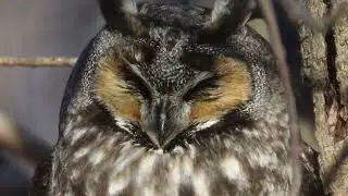 Long Eared Owl Eyes (close up)