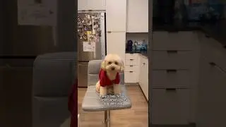 DeVant&egrave; & the Temptations&hellip;🙂🐶#dogmom #dog  #cavapoo #funny